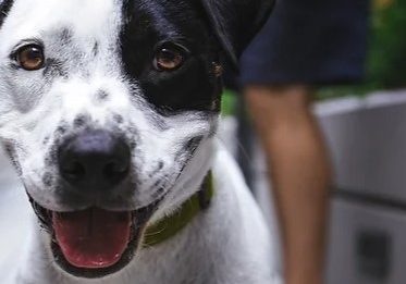 a black and white spotted dog